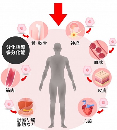 幹細胞の分化